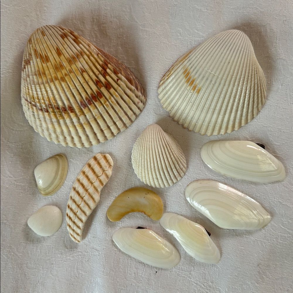 Sea Shells From Bahamas Florida Small Clams